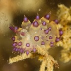 DiversLodgeLembeh2018 - 62.jpg