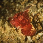 DiversLodgeLembeh2018 - 63.jpg