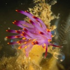 DiversLodgeLembeh2018 - 64.jpg
