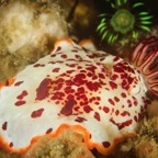 DiversLodgeLembeh2018 - 65.jpg