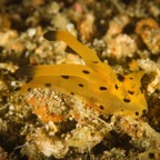 DiversLodgeLembeh2018 - 66.jpg