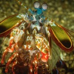 DiversLodgeLembeh2018 - 67.jpg