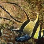 DiversLodgeLembeh2018 - 68.jpg