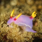 DiversLodgeLembeh2018 - 69.jpg