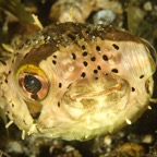 DiversLodgeLembeh2018 - 70.jpg