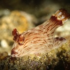 DiversLodgeLembeh2018 - 71.jpg