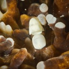 DiversLodgeLembeh2018 - 72.jpg