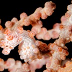 DiversLodgeLembeh2018 - 73.jpg