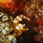 DiversLodgeLembeh2018 - 75.jpg