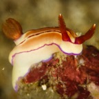 DiversLodgeLembeh2018 - 76.jpg