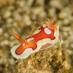 DiversLodgeLembeh2018 - 77.jpg