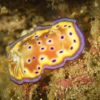 DiversLodgeLembeh2018 - 78.jpg