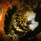DiversLodgeLembeh2018 - 79.jpg