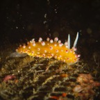 DiversLodgeLembeh2018 - 80.jpg