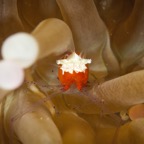 DiversLodgeLembeh2018 - 81.jpg