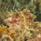 DiversLodgeLembeh2018 - 82.jpg