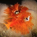 DiversLodgeLembeh2018 - 83.jpg