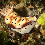 DiversLodgeLembeh2018 - 94.jpg