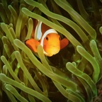 DiversLodgeLembeh2018 - 95.jpg