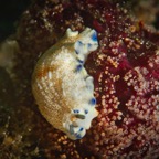 DiversLodgeLembeh2018 - 96.jpg