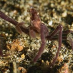 DiversLodgeLembeh2018 - 97.jpg