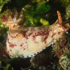 DiversLodgeLembeh2018 - 98.jpg