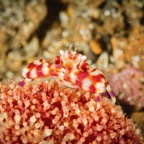 DiversLodgeLembeh2018 - 99.jpg