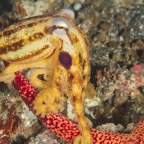 DiversLodgeLembeh2018 - 100.jpg