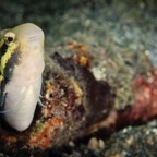 DiversLodgeLembeh2018 - 101.jpg