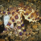 DiversLodgeLembeh2018 - 102.jpg