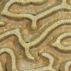 DiversLodgeLembeh2018 - 103.jpg