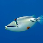 El Quesier 200905.jpg
