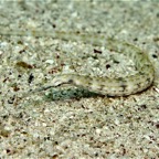 El Quesier 200928.jpg