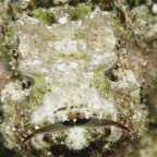El Quesier 200930.jpg