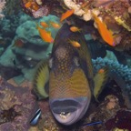El Quesier 200935.jpg