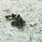 El Quesier 200937.jpg