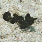 El Quesier 200938.jpg