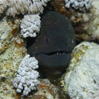 El Quesier 200939.jpg