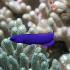 El Quesier 200961.jpg