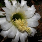 El Quesier 200964.jpg