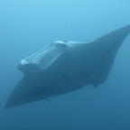 Eryiadhoo 201003.jpg