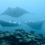 Eryiadhoo 201005.jpg