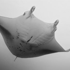 Eryiadhoo 201006.jpg
