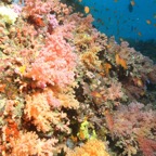 Eryiadhoo 201007.jpg