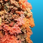 Eryiadhoo 201008.jpg