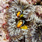 Eryiadhoo 201009.jpg