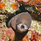 Eryiadhoo 201010.jpg