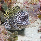 Eryiadhoo 201011.jpg