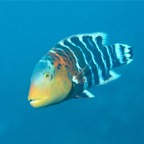 Eryiadhoo 201014.jpg