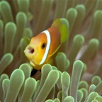Eryiadhoo 201018.jpg